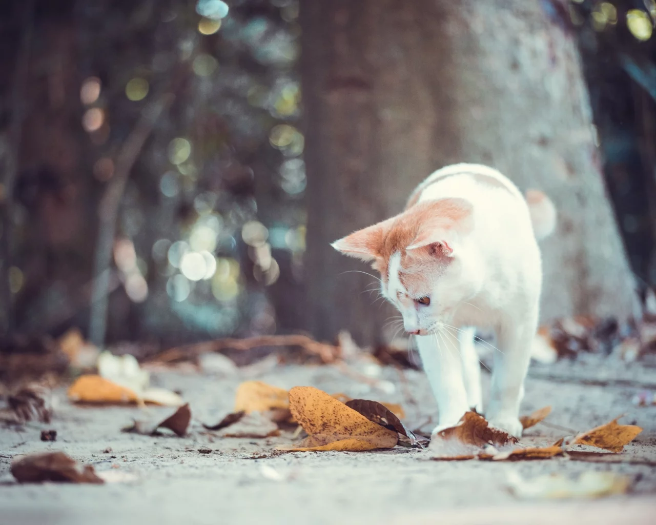 осень, кошка, кот, листья, котёнок, боке