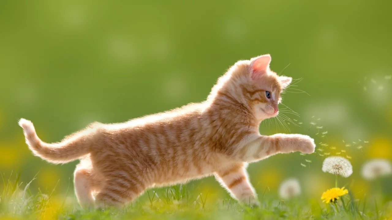 котенок, луг, одуванчики