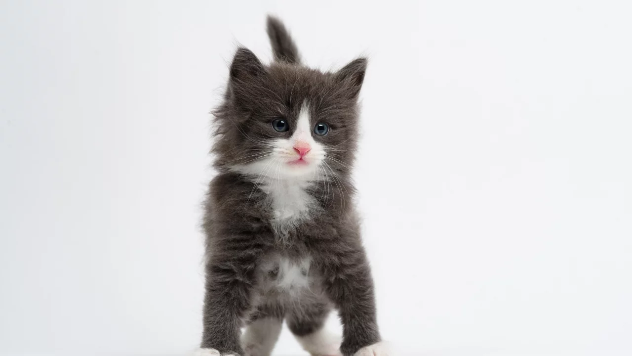 малыш, белый фон, котёнок