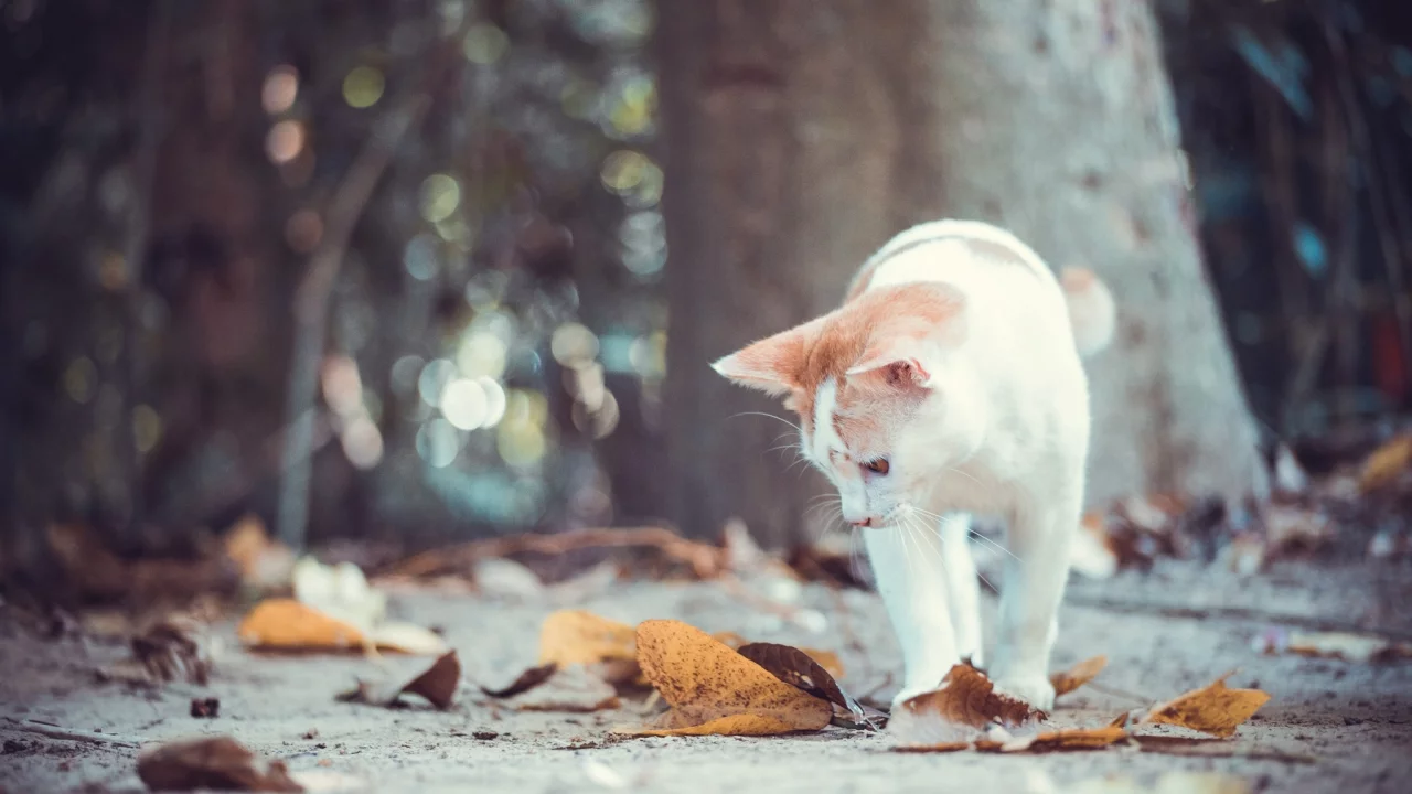осень, кошка, кот, листья, котёнок, боке