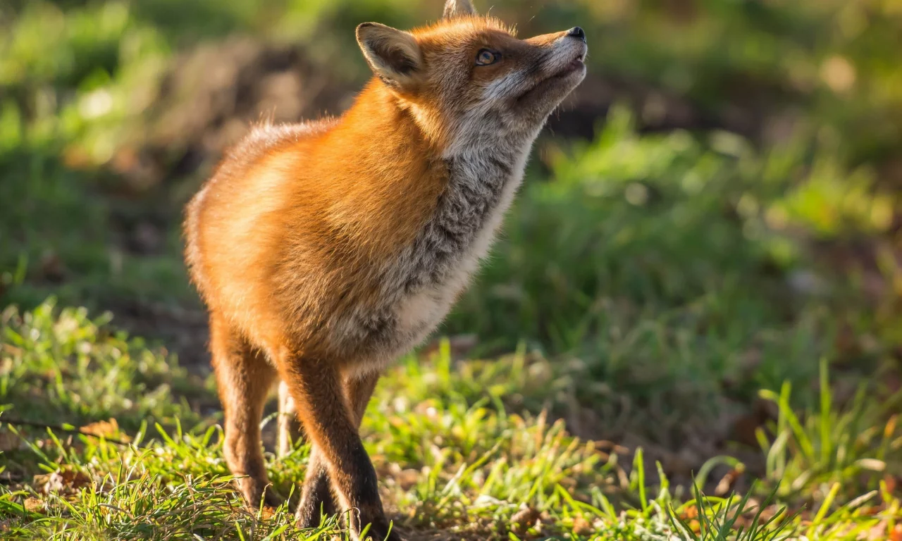 лиса, рыжая, red fox, плутовка