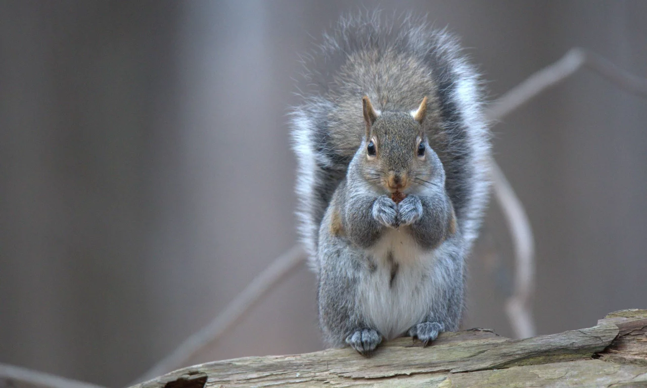 белка, грызун, squirrel