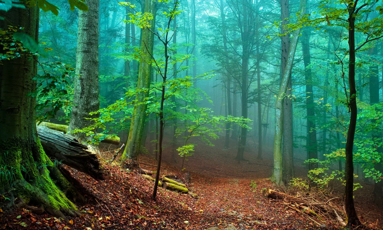 лес, туман, fog, forest, path, moss, fallen, green, nature, landscapes, trees, forest, trail, woods, leaves, fence, sunrise, see, dark, summer, wide