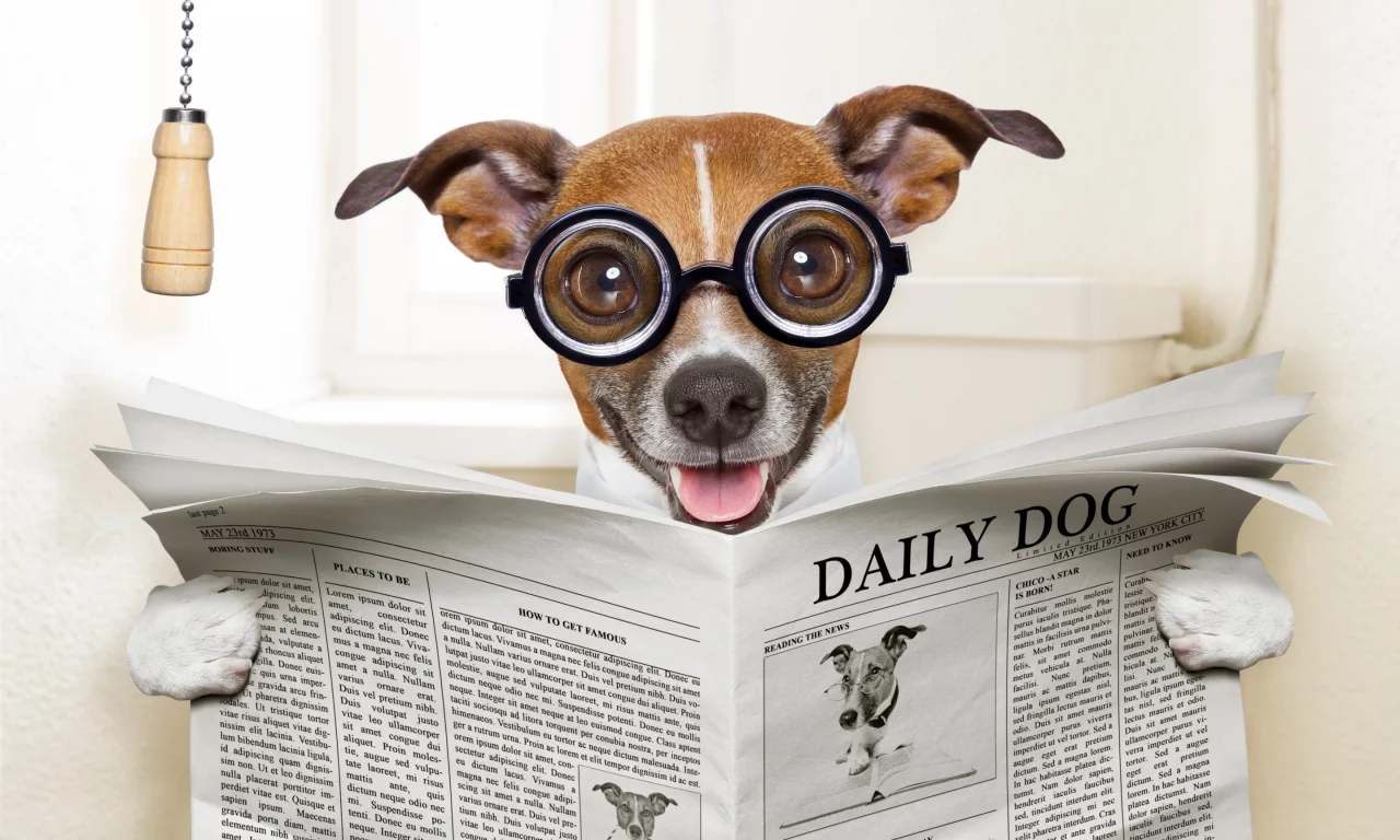 собака, dog, read, daily, sun, summer, see, front, old, smile, flowers, field, sun, summer, wide