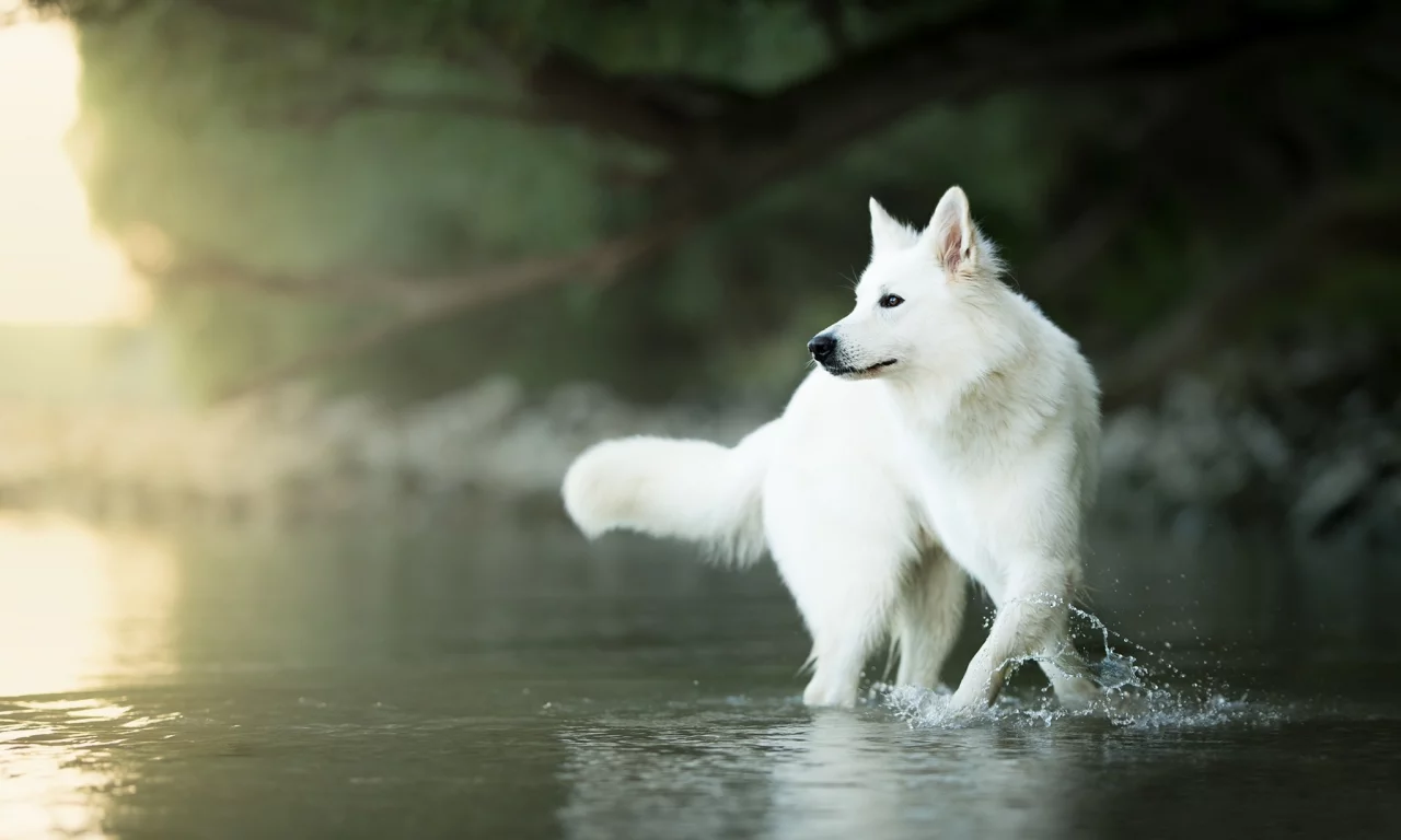 вода, собака, боке