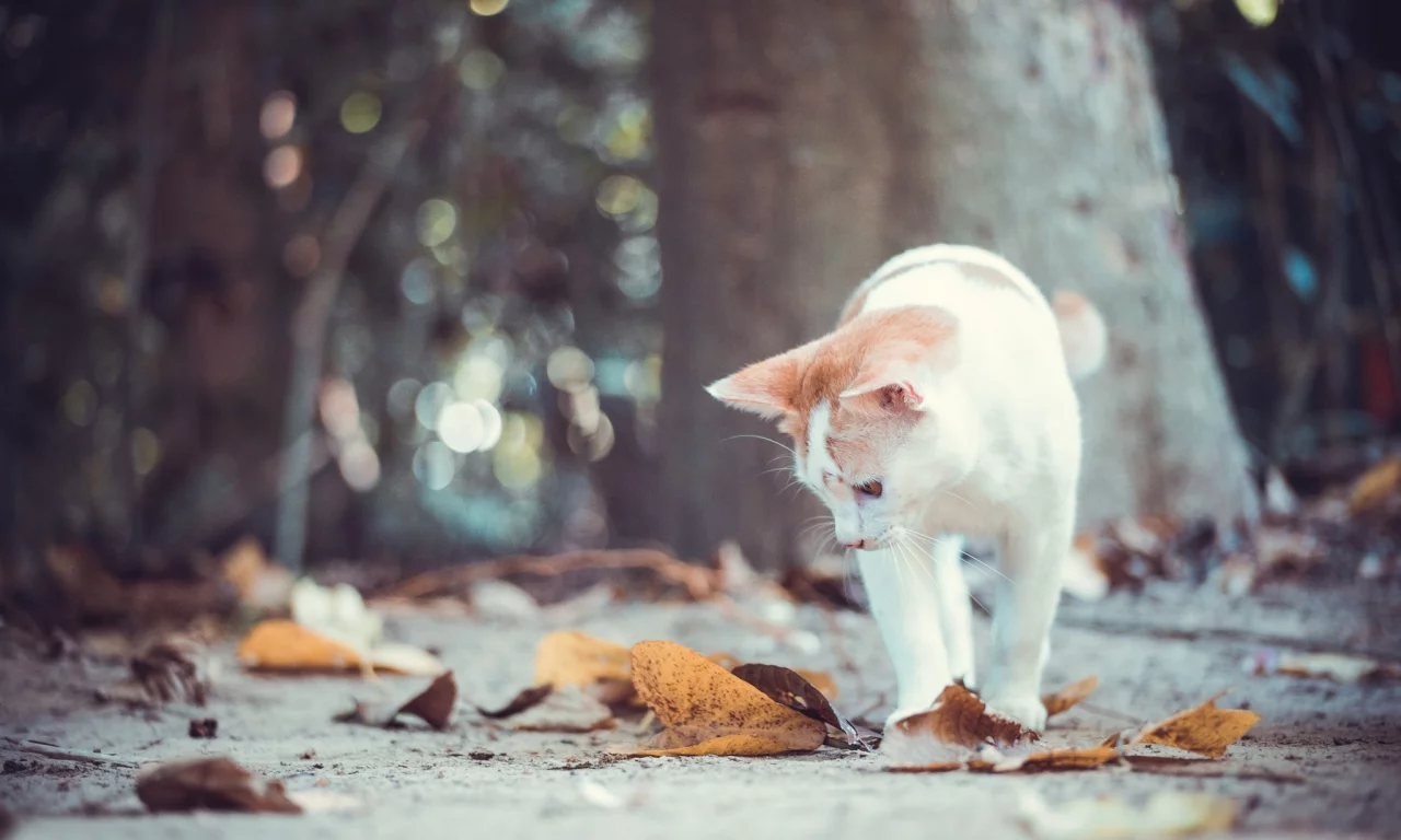 осень, кошка, кот, листья, котёнок, боке