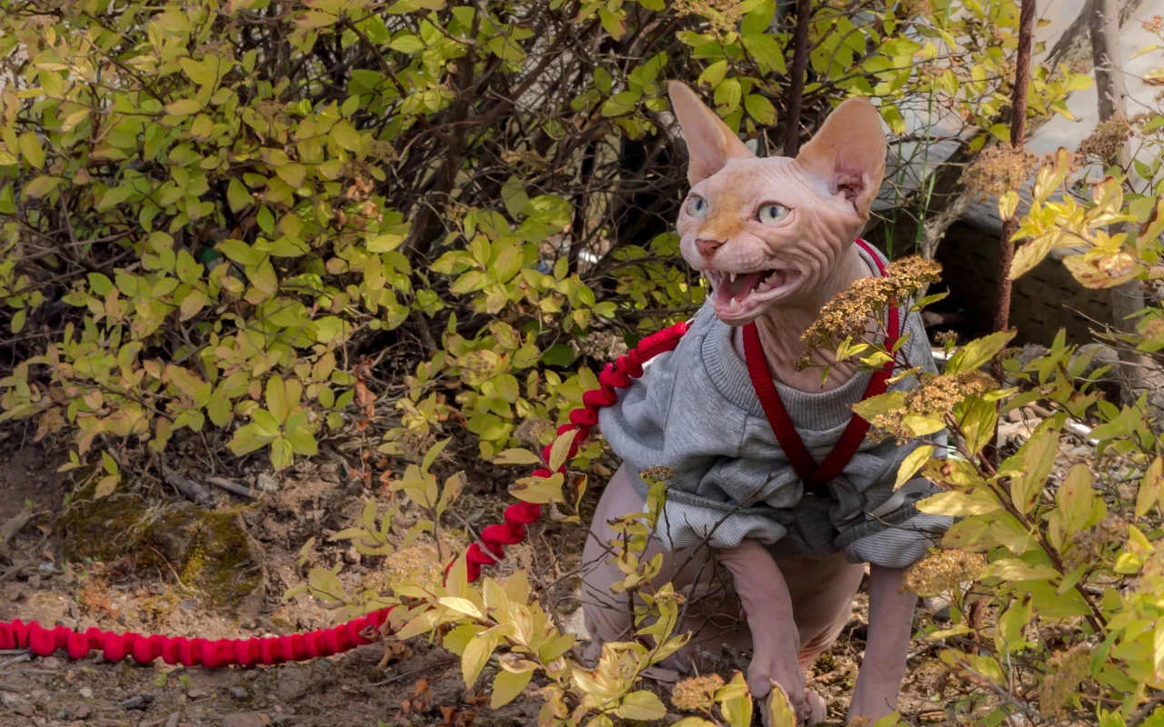 кошка, кот, поводок, кусты, злюка, сфинкс