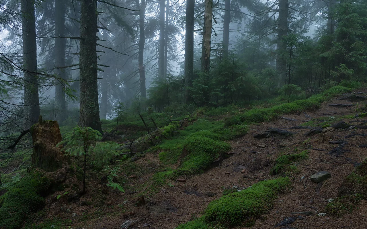 лес, туман, fog, forest, path, rays, green, nature, landscapes, trees, forest, trail, woods, leaves, fence, see, dark, summer, alexey argentum, wide