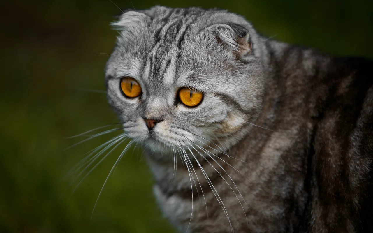 кошка, взгляд, портрет, мордочка