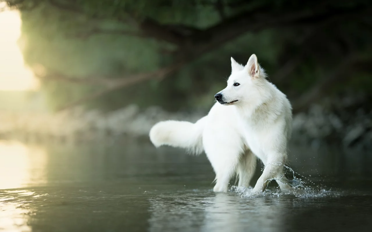 вода, собака, боке