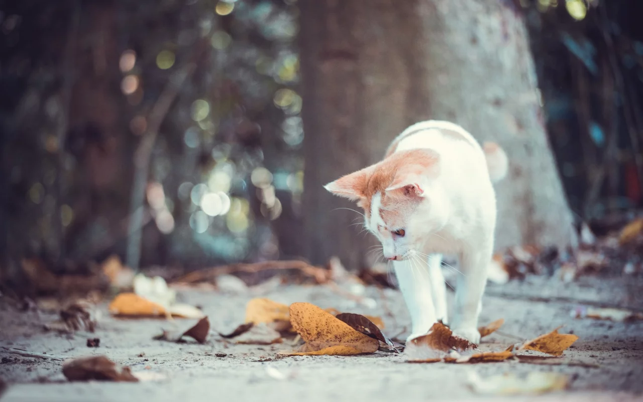 осень, кошка, кот, листья, котёнок, боке