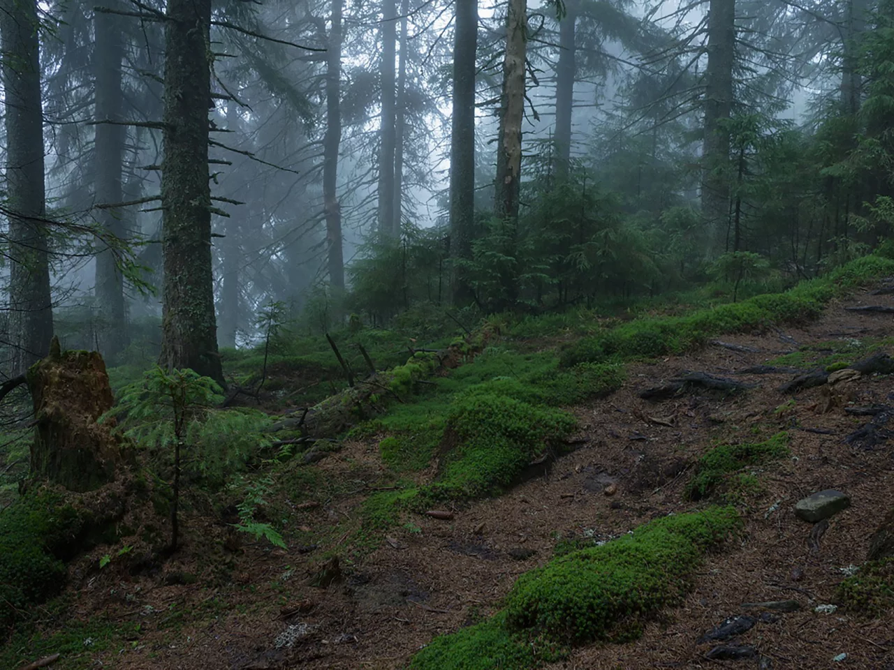 лес, туман, fog, forest, path, rays, green, nature, landscapes, trees, forest, trail, woods, leaves, fence, see, dark, summer, alexey argentum, wide
