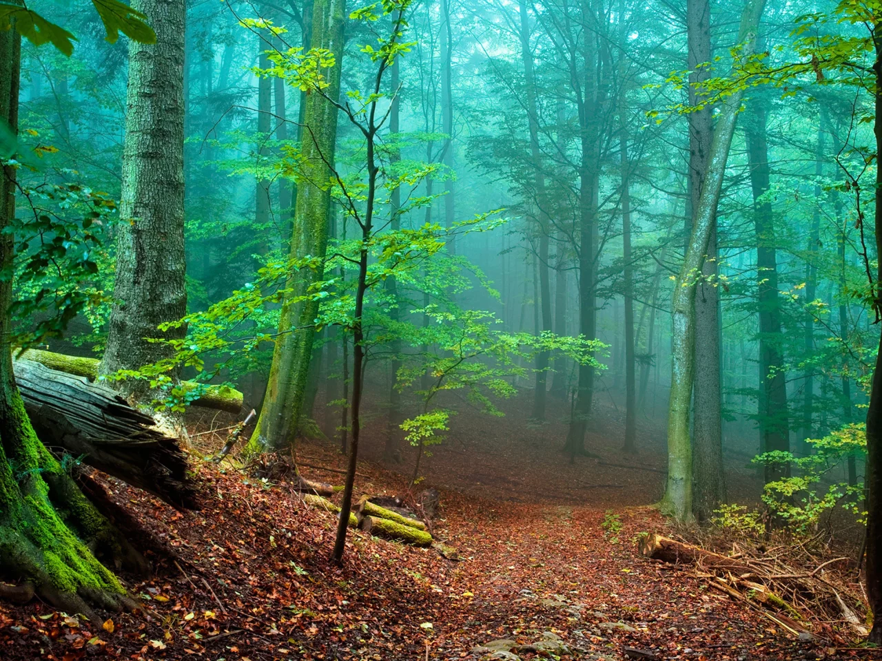 лес, туман, fog, forest, path, moss, fallen, green, nature, landscapes, trees, forest, trail, woods, leaves, fence, sunrise, see, dark, summer, wide