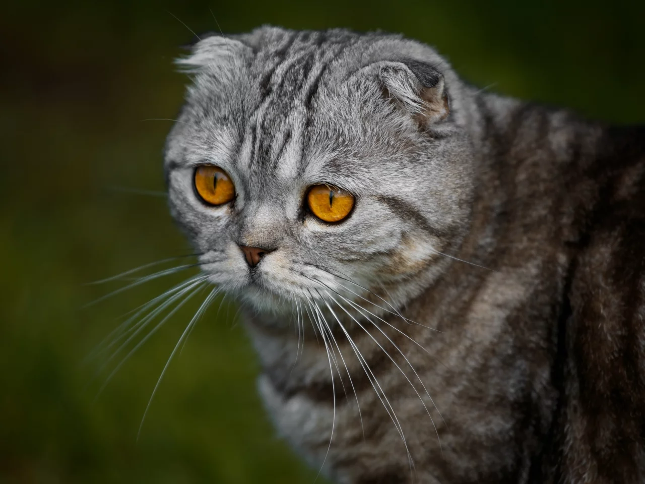 кошка, взгляд, портрет, мордочка