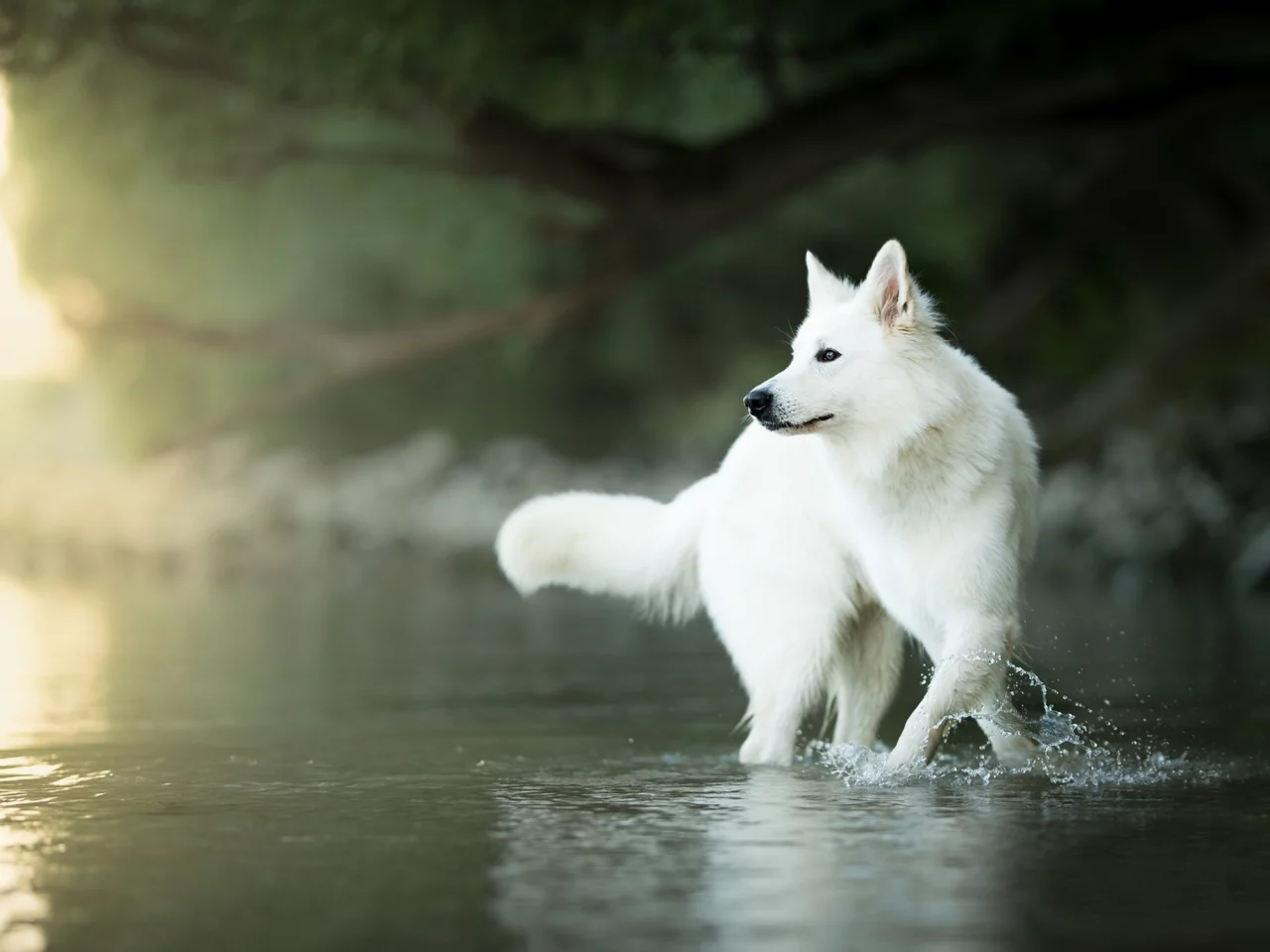 вода, собака, боке