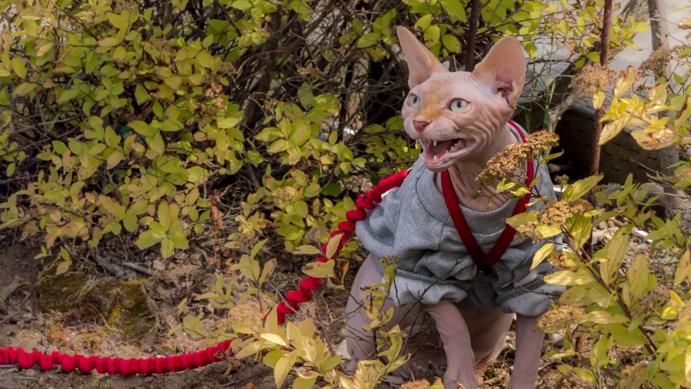 кошка, кот, поводок, кусты, злюка, сфинкс