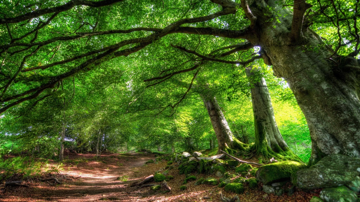 лес, дерево, tree, forest, path, moss, fallen, park, green, nature, landscapes, trees, forest, trail, woods, leaves, fence, sunrise, see, dark, summer, wide