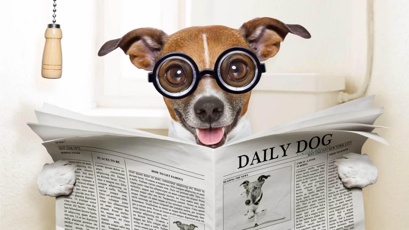 собака, dog, read, daily, sun, summer, see, front, old, smile, flowers, field, sun, summer, wide