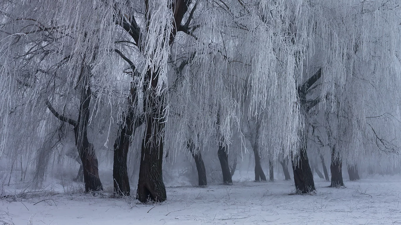 лес, зима, winter, fog, trees, meadow, forest, path, moss, fallen, park, nature, landscapes, trees, forest, trail, woods, leaves, fence, sunrise, see, white, wide