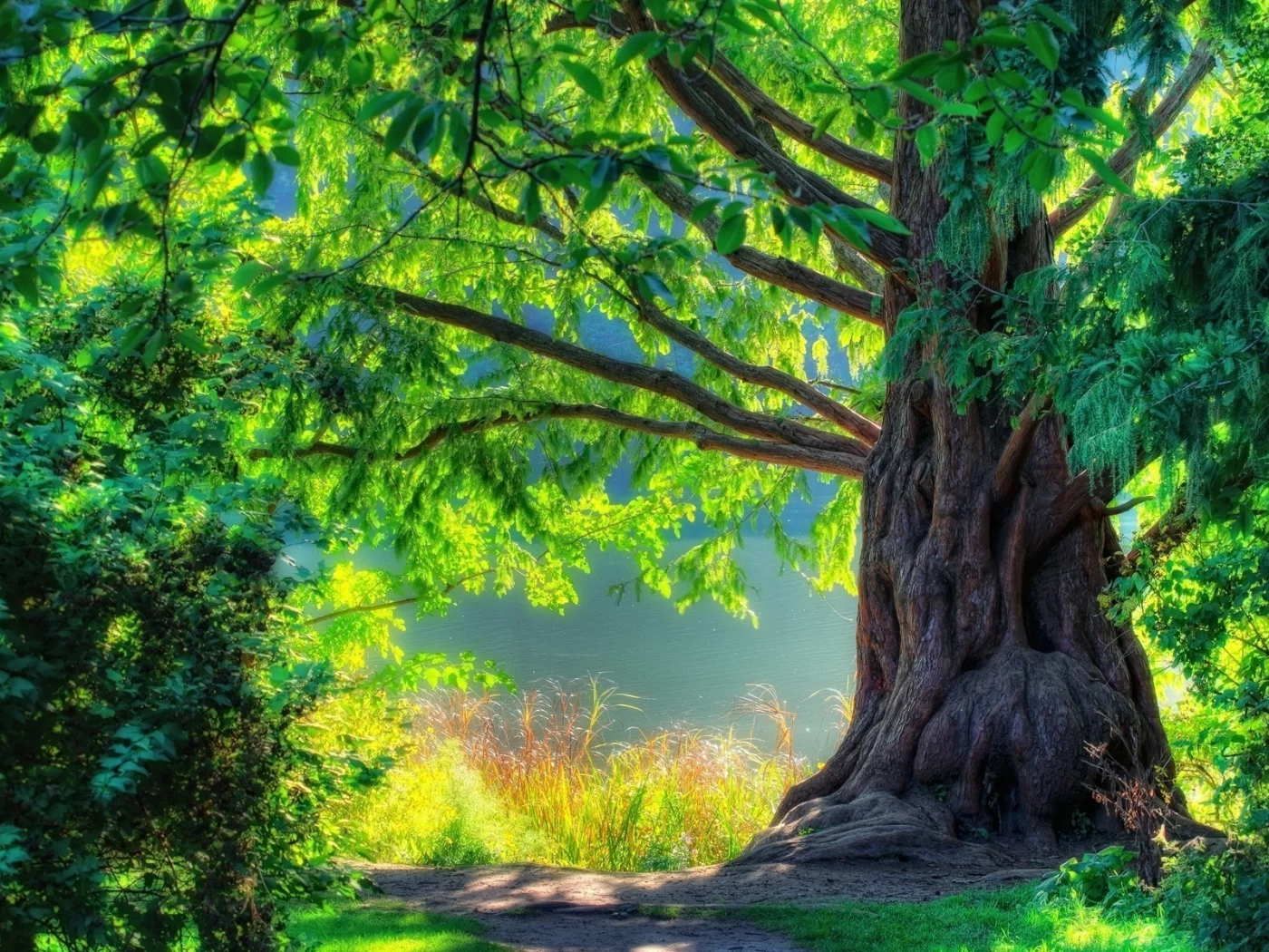 лес, дерево, tree, forest, path, moss, fallen, park, green, big, nature, landscapes, trees, forest, trail, woods, leaves, fence, sunrise, see, dark, summer, wide