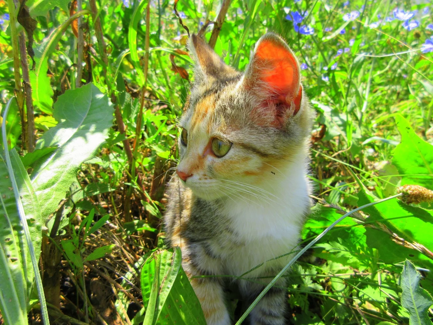кошка, трава