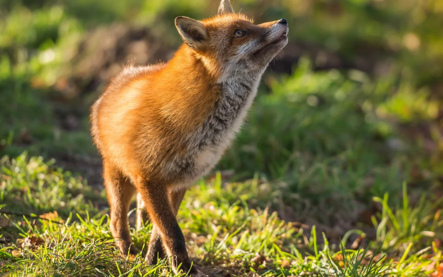 лиса, рыжая, red fox, плутовка