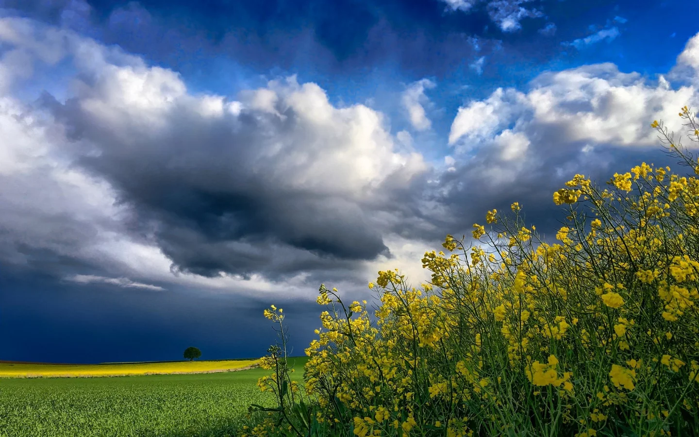 природа, красота