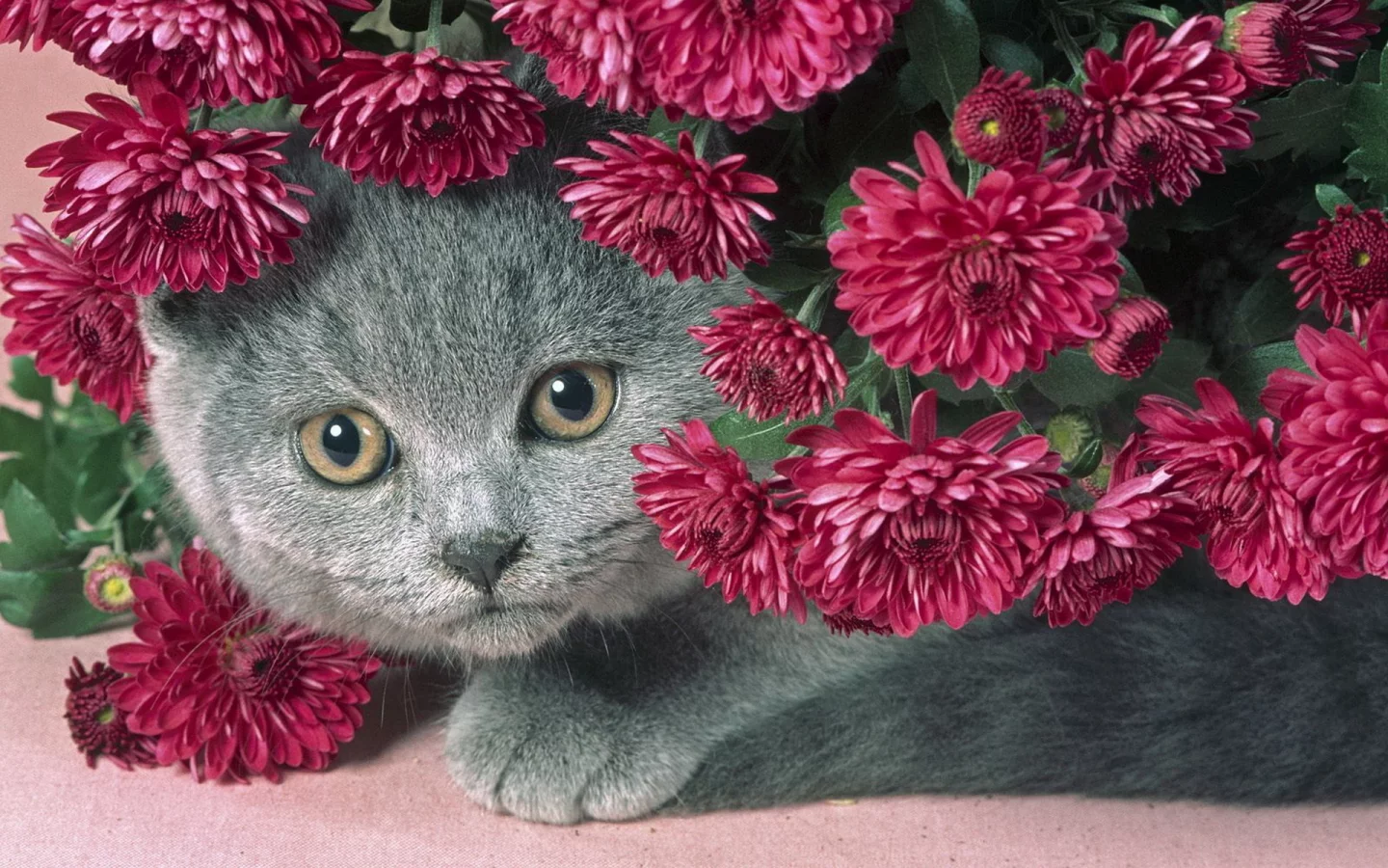 кот, цветы, серый, красивый, пухлый котик, сереневые
