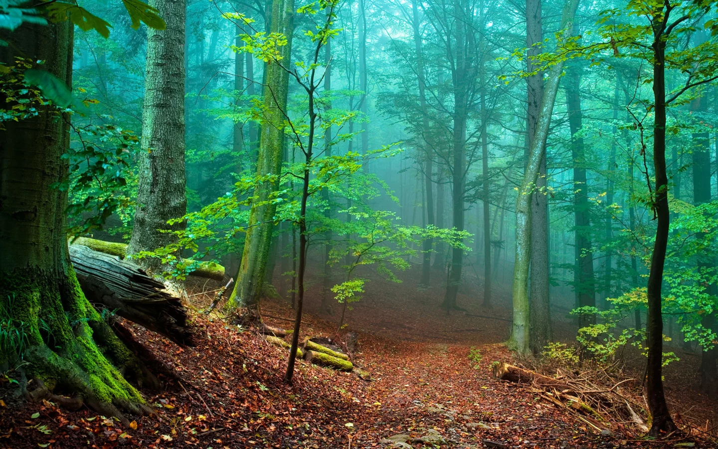 лес, туман, fog, forest, path, moss, fallen, green, nature, landscapes, trees, forest, trail, woods, leaves, fence, sunrise, see, dark, summer, wide