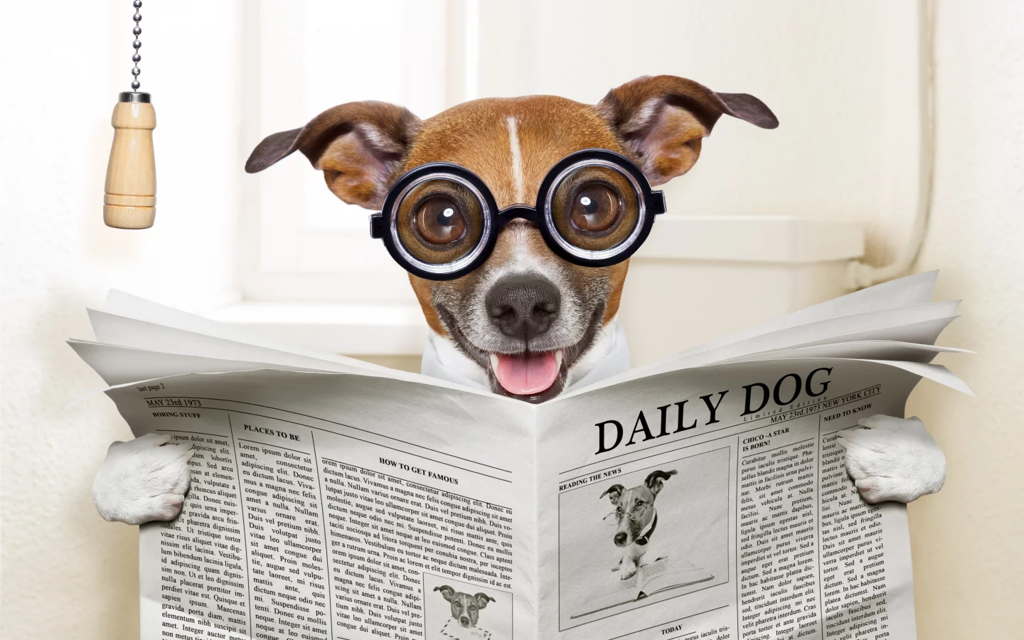 собака, dog, read, daily, sun, summer, see, front, old, smile, flowers, field, sun, summer, wide