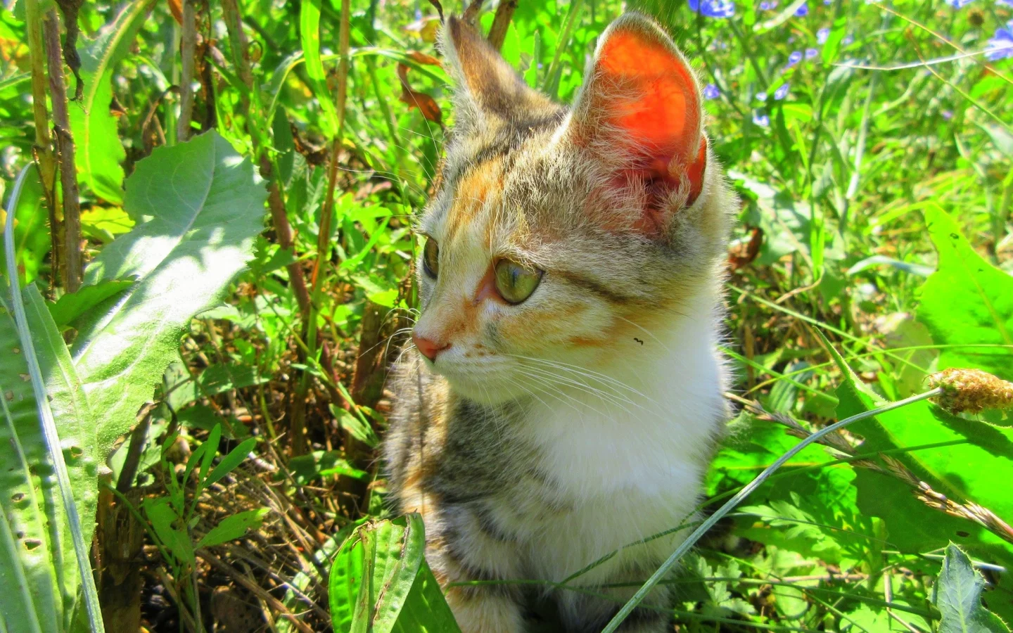 кошка, трава