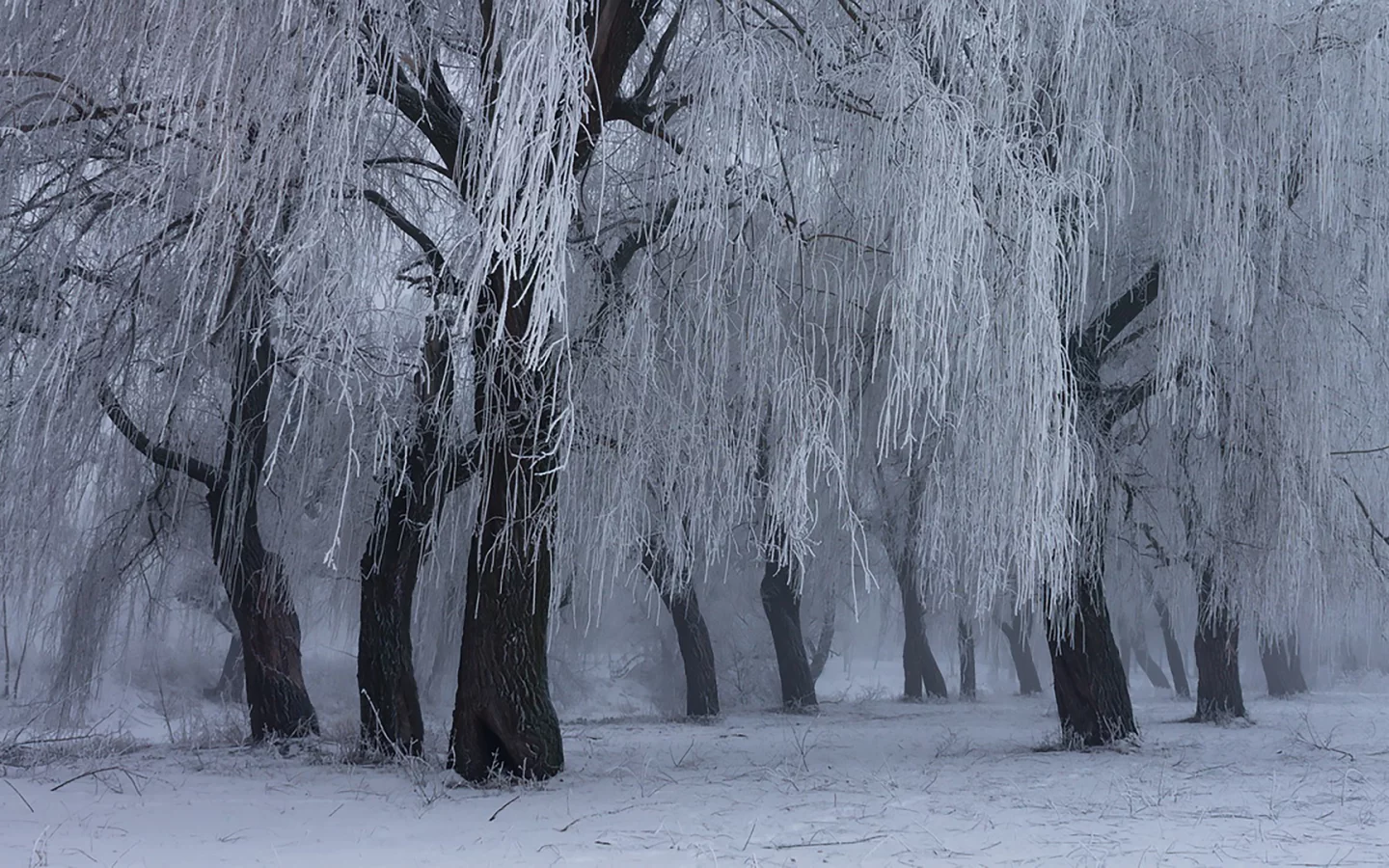 лес, зима, winter, fog, trees, meadow, forest, path, moss, fallen, park, nature, landscapes, trees, forest, trail, woods, leaves, fence, sunrise, see, white, wide
