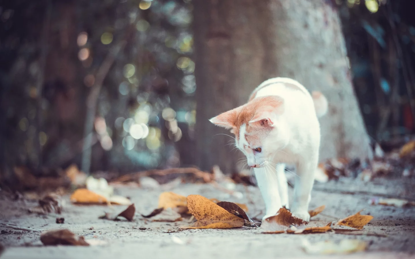 осень, кошка, кот, листья, котёнок, боке
