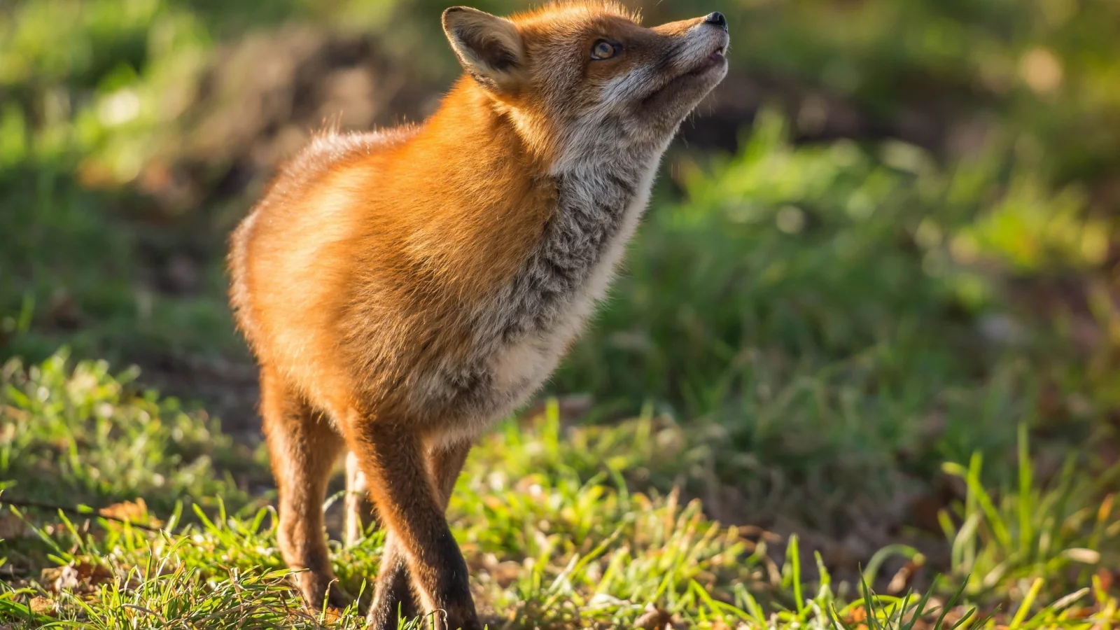 лиса, рыжая, red fox, плутовка