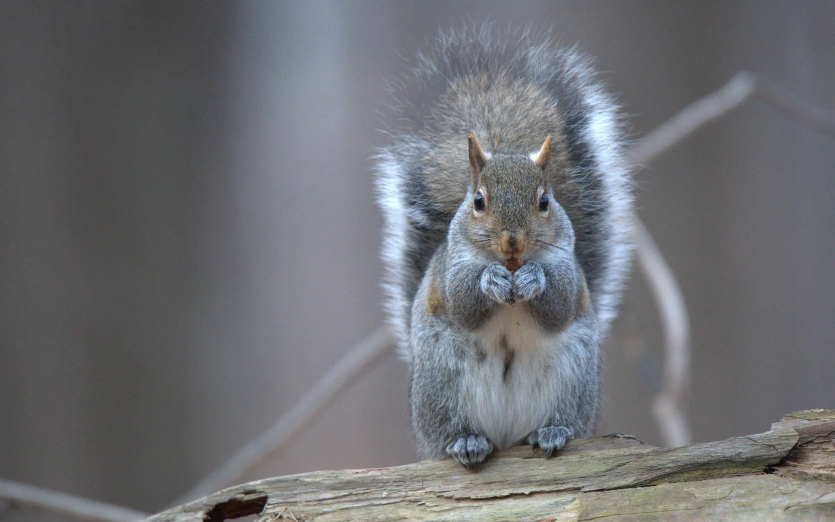 белка, грызун, squirrel