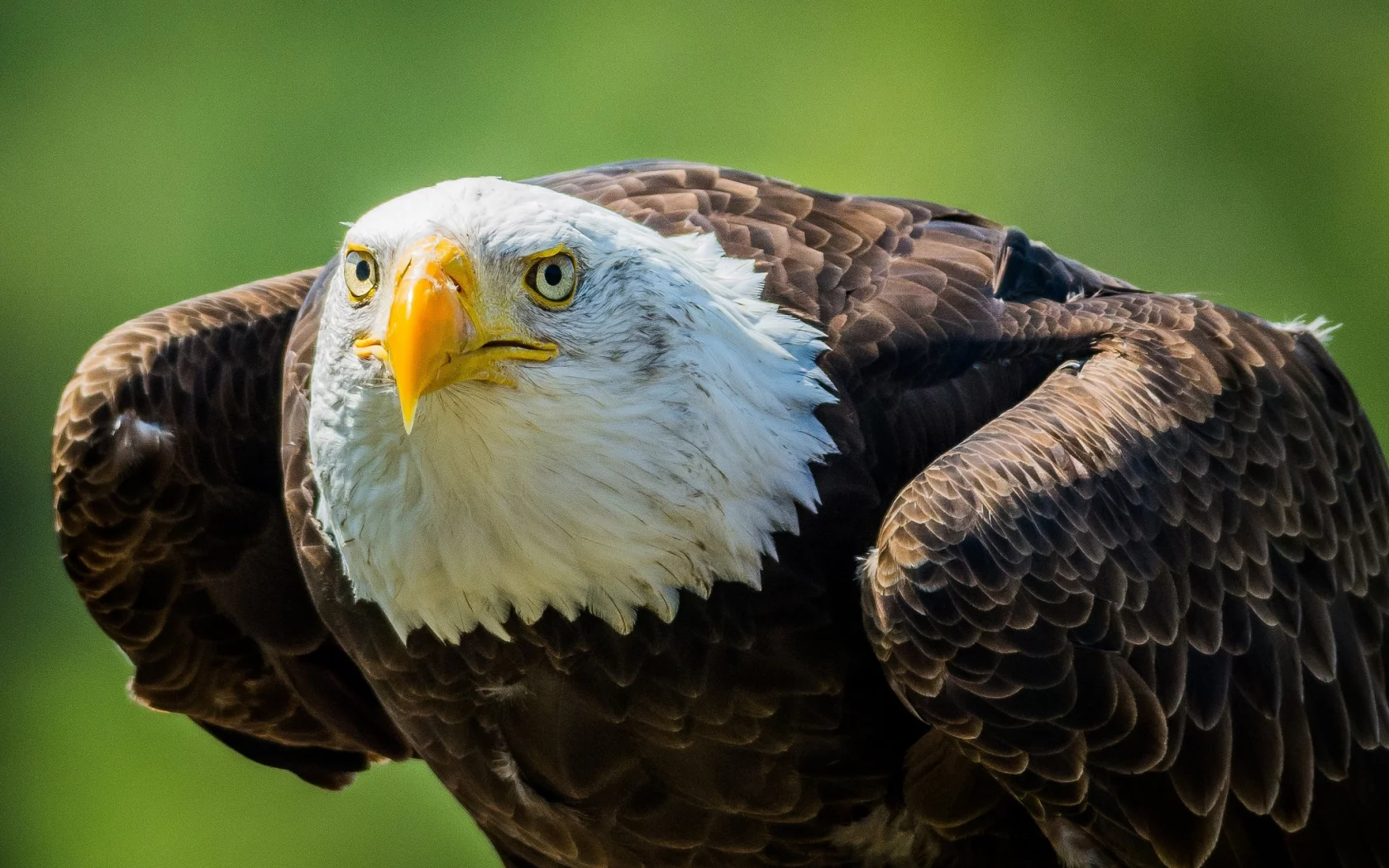 взгляд, хищник, клюв, белоголовый орлан, bald eagle