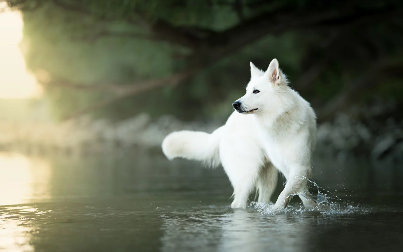 вода, собака, боке