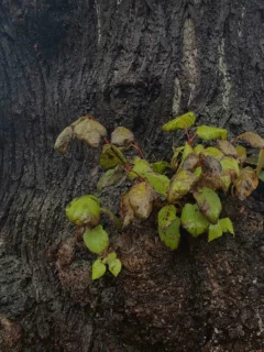 дерево, трава