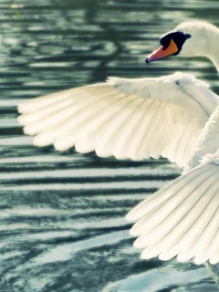 вода, крылья, лебедь