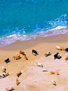 море, берег, франция, коровы