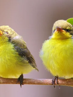 птицы, природа, ветка, пара, листик