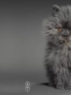 кошка, малыш, арт, котёнок, пушистик