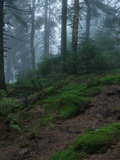 лес, туман, fog, forest, path, rays, green, nature, landscapes, trees, forest, trail, woods, leaves, fence, see, dark, summer, alexey argentum, wide