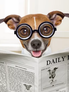 собака, dog, read, daily, sun, summer, see, front, old, smile, flowers, field, sun, summer, wide