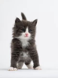 малыш, белый фон, котёнок