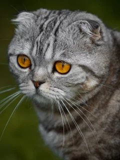 кошка, взгляд, портрет, мордочка