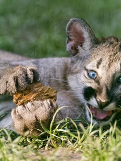 кошка, трава, детёныш, котёнок, пума, горный лев, кугуар
