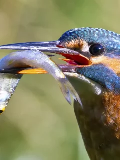 птичка, птица