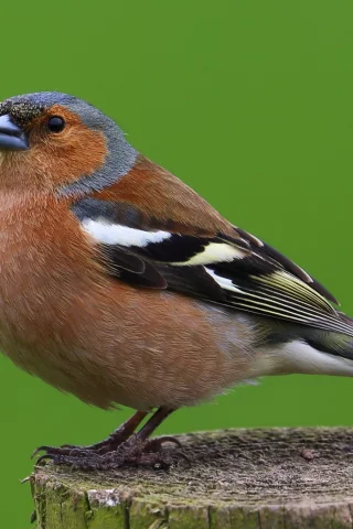 птицы, animal, самец, зяблик