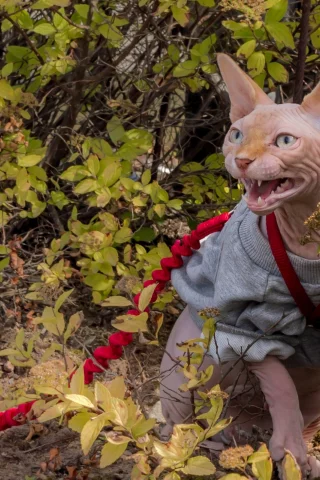 кошка, кот, поводок, кусты, злюка, сфинкс
